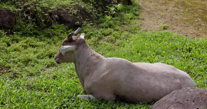 Addax in the zoo park