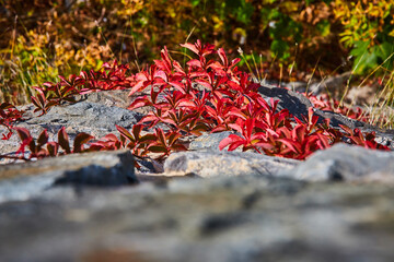 Looking down stone wall with red-leafed vines in fall growing up