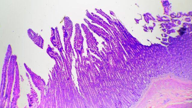 Simple columna epithelium of life being filmed in section under microscope 40x on bright field. Human tissues investigated in biological laboratory. Single layer of cells attached to the membrane