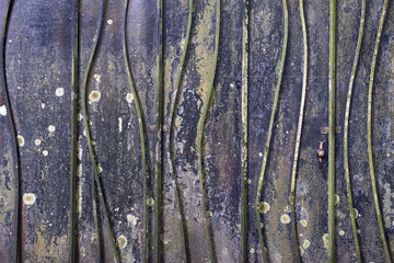 Obraz premium Distressed dark gray concrete wall with antique patina color iron rods top to bottom pattern