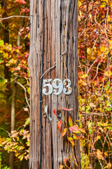 Fall foliage around wood telephone pole communications with numbers 5 9 3 in metal