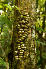 rainforest texture and pattern iguazu national park