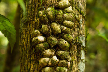 rainforest texture and pattern iguazu national park