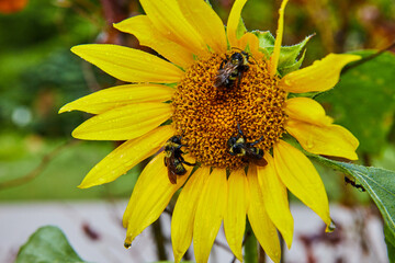 Three small sleeping bees on yellow flower