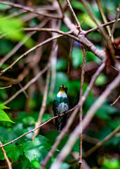 Colibries en mi jardin 