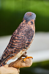 Back of American Kestrel raptor tamed and on leather glove of trainer
