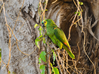 Turquoise-fronted Parrot on tree branch, closeup portrait