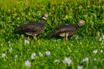 Southern Screamer closeup portrait against green vegetation