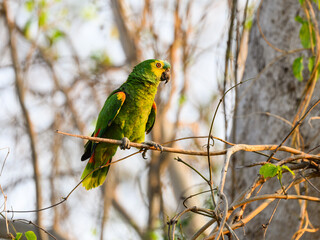 Turquoise-fronted Parrot on tree branch, closeup portrait