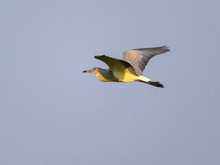 Whistling Heron in flight against sky