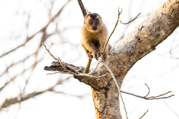 Black-striped Tufted Capuchin monkey also known as the bearded capuchin in the trees