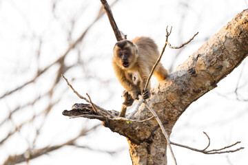 Black-striped Tufted Capuchin monkey also known as the bearded capuchin in the trees