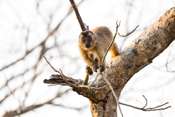Black-striped Tufted Capuchin monkey also known as the bearded capuchin in the trees