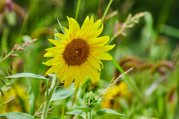 Detail on sunflower with honeybee resting