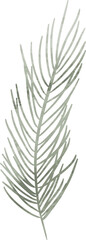 Watercolor pine leaf branch 