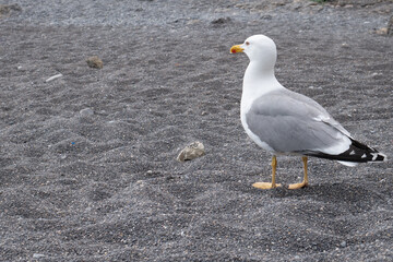A seagull walks along the beach. A curious seagull on the beach.