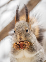 Obraz premium The squirrel with nut sits on tree in the winter or late autumn