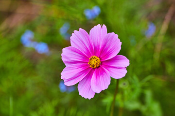 Detail of pink and yellow wildflower blossom with blue flowers soft in background
