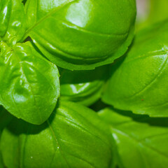leaves of spinach
