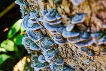 Log detail of layers of fungi mushrooms growing on bark