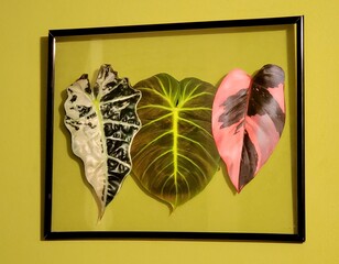 Stunning photos of tropical plants and shiny leaves inside of a floating glass frame
