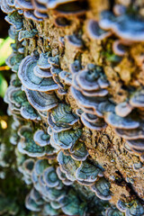 Up close to small green fungi mushrooms growing on log