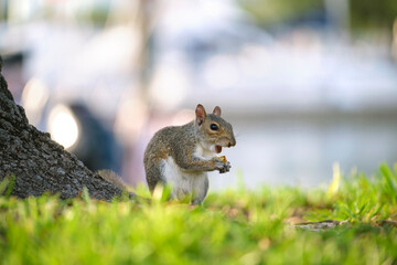 Beautiful wild gray squirrel in summer town park