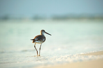 Large-Billed Dowitcher wild sea bird looking for food on seaside in summer