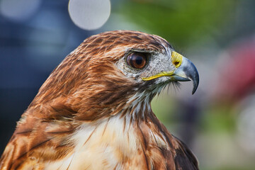 Head detail of Broad-winged Hawk bird with sharp beak