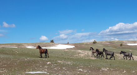 Herd of wild horses in the Rocky Mountains in the in the western United States