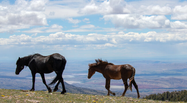 Black Mare Leading Chestnut Bay Colt Wild Horses On Ridge Above The Bighorn Canyon In The Central Rocky Mountains Of The Western United States