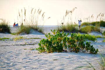 Seaside beach with small sand dunes and low shrub vegetation on warm summer evening