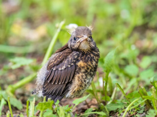 A fieldfare chick, Turdus pilaris, has left the nest and sitting on the spring lawn. A fieldfare...