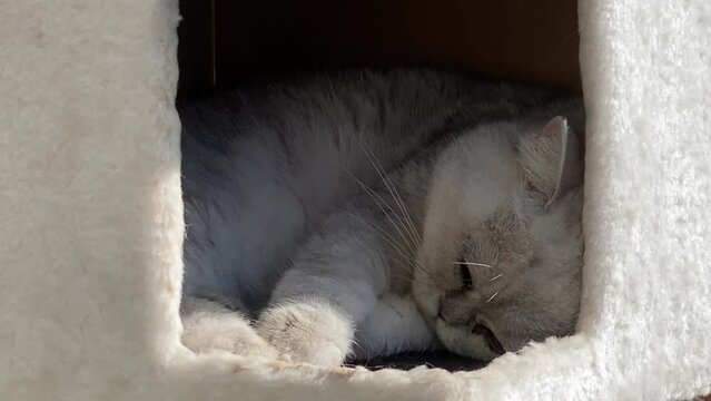 wide shoot of The British Shorthair cat, He is lying in his home bathed in sunlight in sunny day. outdoor place.