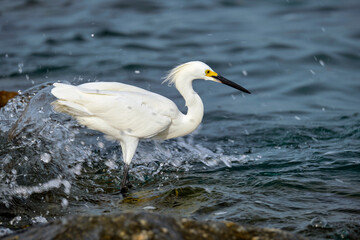 White heron wild sea bird, also known as great or snowy egret hunting on seaside in summer