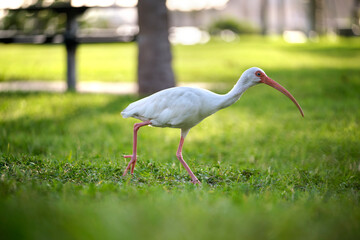 White ibis wild bird, also known as great egret or heron walking on grass in town park in summer