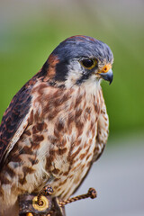 Trained American Kestrel raptor injured and on soft background