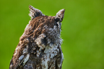 Eastern Screech Owl detail of back of head as it looks out to hunt