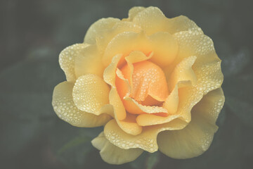Garden Flower
