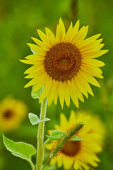 Up close on pair of two young sunflowers in garden