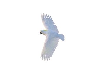 Beautiful cockatoo parrot flying isolated on transparent background png file