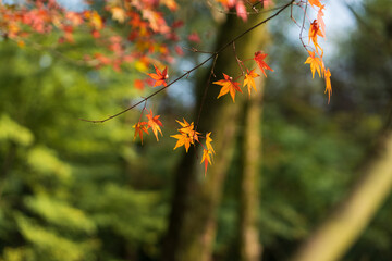 autumn leaves in the forest