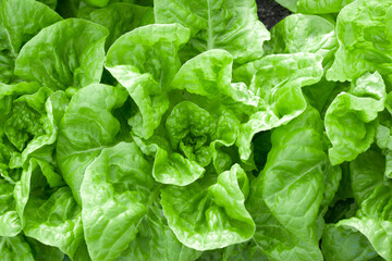 Fototapeta na wymiar fresh lettuce