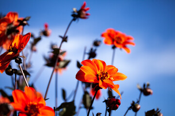 Obraz premium 広島県世羅高原農場のダリア