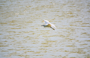 The flight of the little egret or Small White Heron.