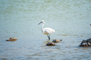 The small white heron or Little egret stands in the lake