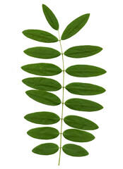 green leaf isolated on white background, Clipping path