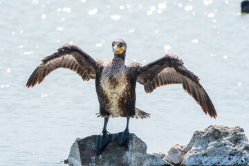 Great cormorant, Phalacrocorax carbo, sits on stone and dries its wings on the wind.