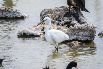 The small white heron or Little egret stands in the lake