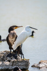 Small white heron, or Little egret, Egretta garzetta, and Great cormorant, Phalacrocorax carbo, sitting on a cliff and looking for fish in shallow water